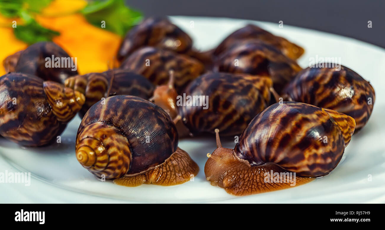 Traube Schnecken, akhatina, auf einer Platte, wie roh essen, eine rawism und als ein köstliches Gericht Stockfoto