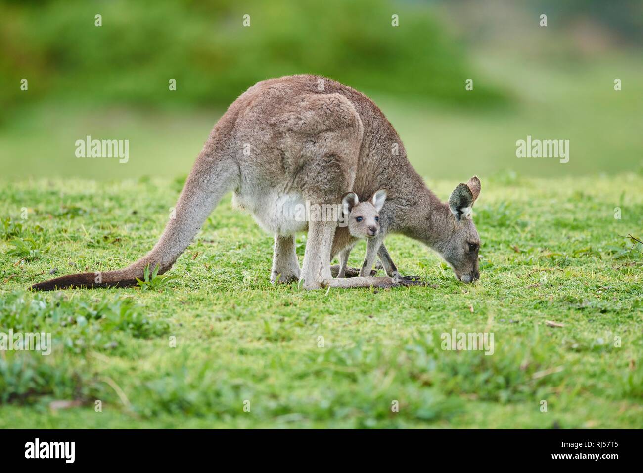 Eastern Grey Kangaroo (Macropus giganteus), Erwachsener mit Cub auf einer Wiese, Victoria, Australien Stockfoto