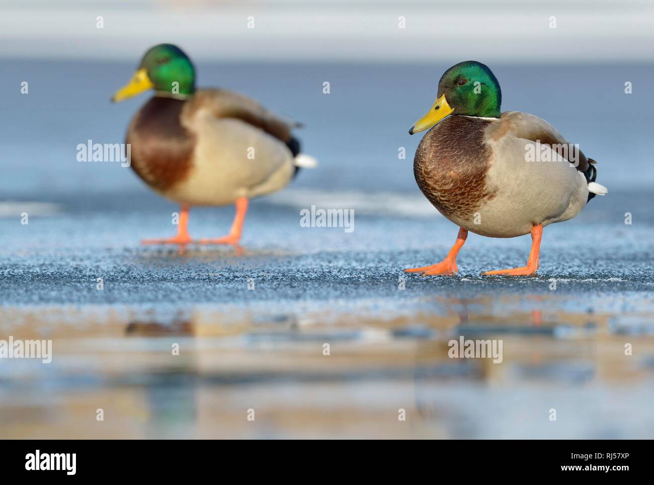 Stockenten (Anas platyrhynchos), zwei Erpel stehend auf einer Eisbahn, Sachsen, Deutschland Stockfoto