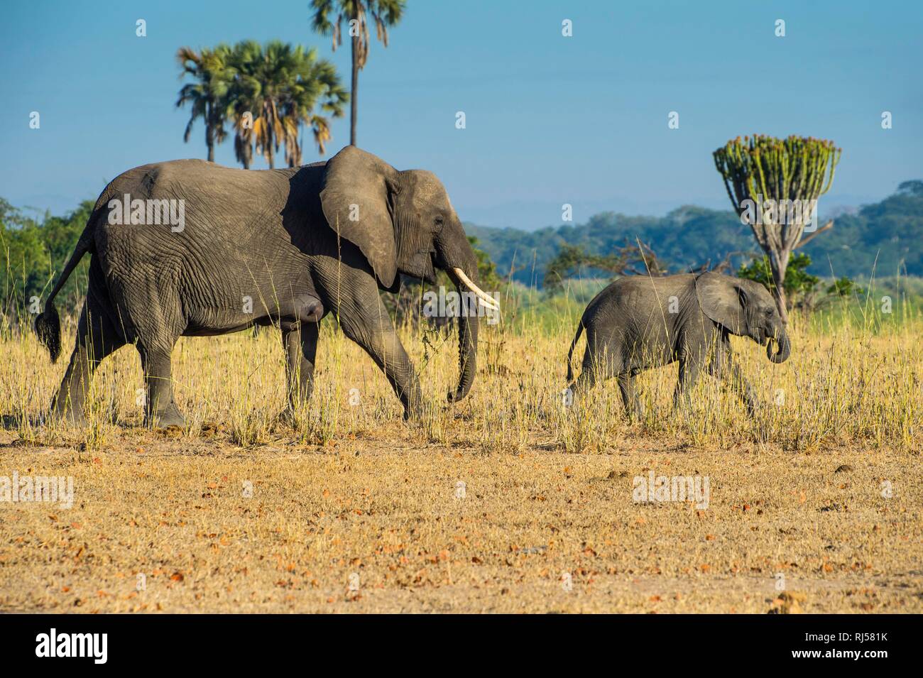 Afrikanischen Busch Elefant (Loxodonta africana) Mutter mit Kalb wandern, Liwonde Nationalpark, Malawi Stockfoto
