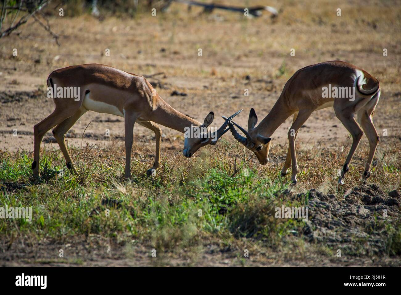 Zwei Impala (Aepyceros melampus) kämpfen, Liwonde Nationalpark, Malawi Stockfoto