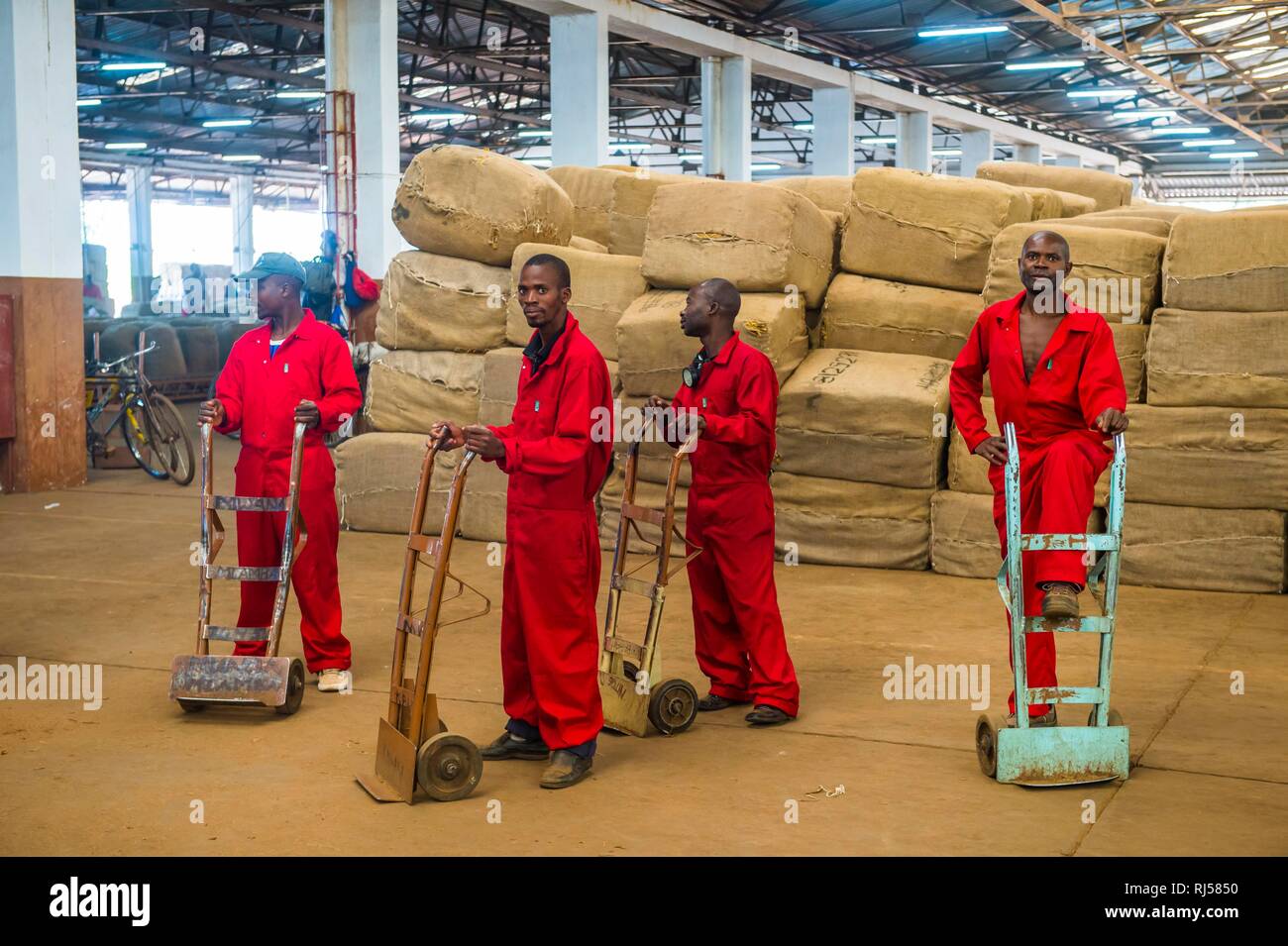 Säcke von getrockneten Tabakblättern in einer Halle und die einheimischen Arbeiter auf einem Tabak Auktion, Lilongwe, Malawi Stockfoto