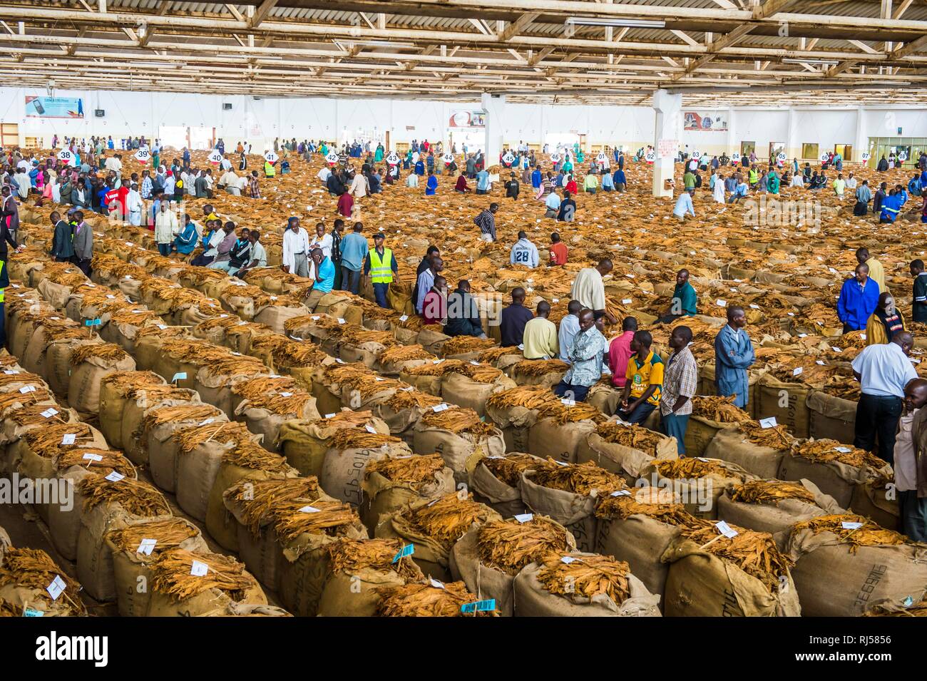 Die einheimischen Arbeiter zwischen riesigen Taschen mit getrockneten Tabakblätter in einer Halle auf einem Tabak Auktion, Lilongwe, Malawi Stockfoto