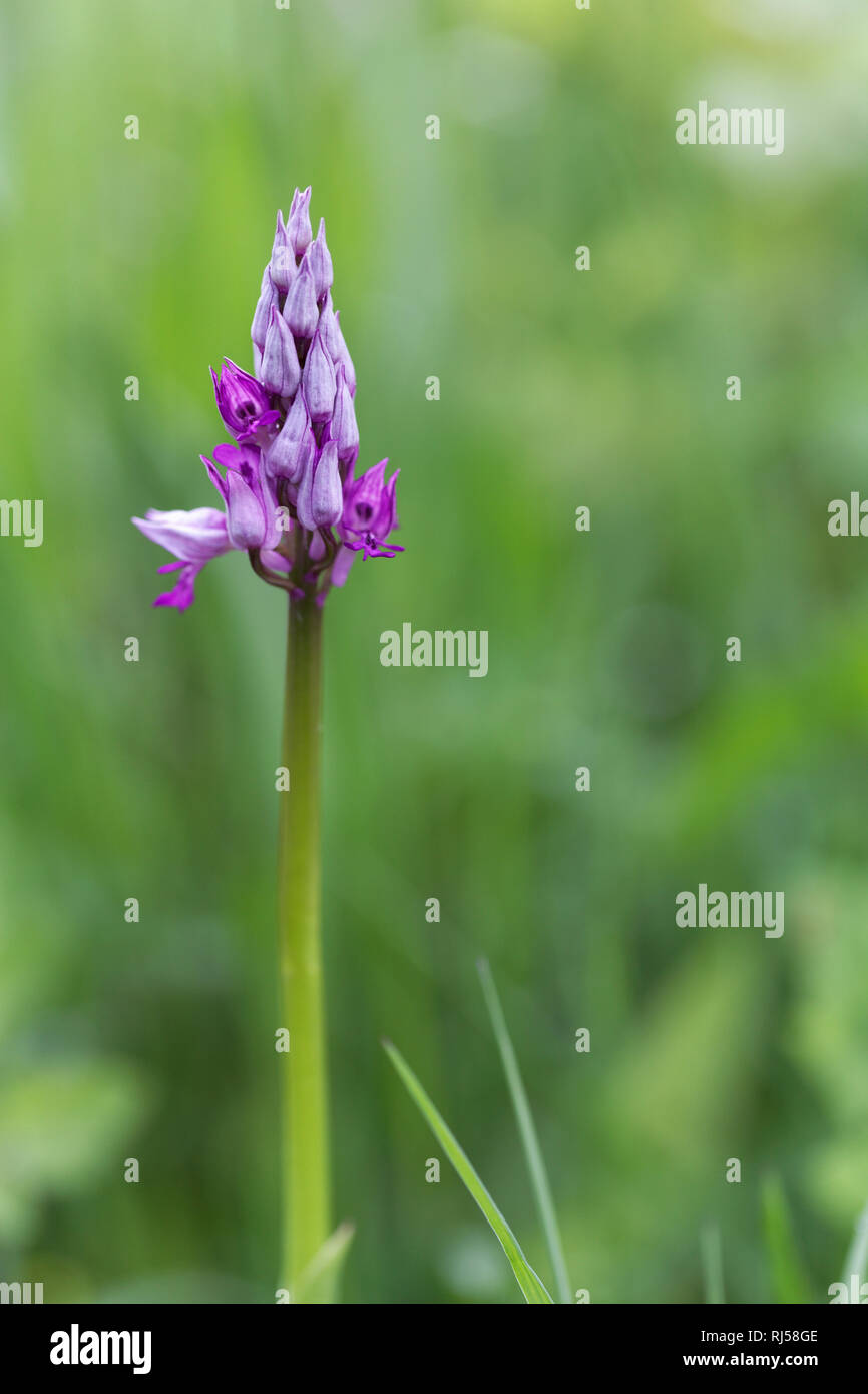 Helmknabenkraut, Orchis militaris, Orchideen Stockfoto