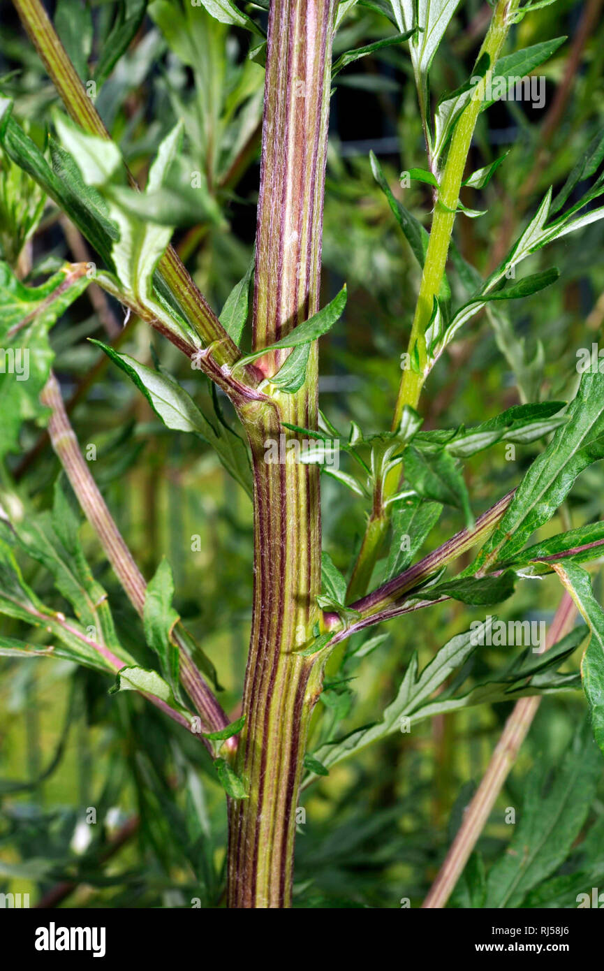 , Allergiepflanze Ambrosia artemisiifolia, auch Beifuss-Ambrosie, Beifussbl? ttriges Traubenkraut, aufrechtes Traubenkraut, Wilder Hanf, Fetzenkraut, ei Stockfoto