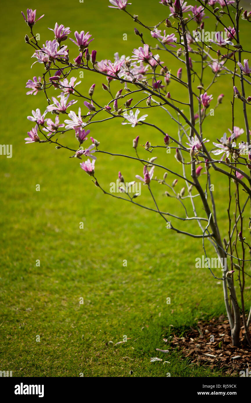 Vibrant Pink Magnolia Blüten im Frühjahr, blühende Pflanze wachsen in Polen, niemand! Stockfoto