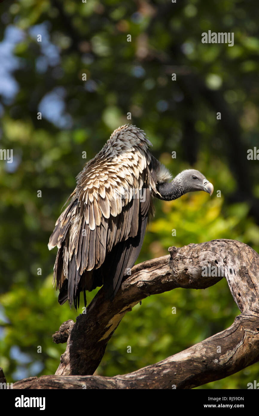 Indianer Geier, Gyps indicus, Bandhavgarh Nationalpark, Madhya Pradesh, Indien. Gefährdete Arten von Indien Stockfoto