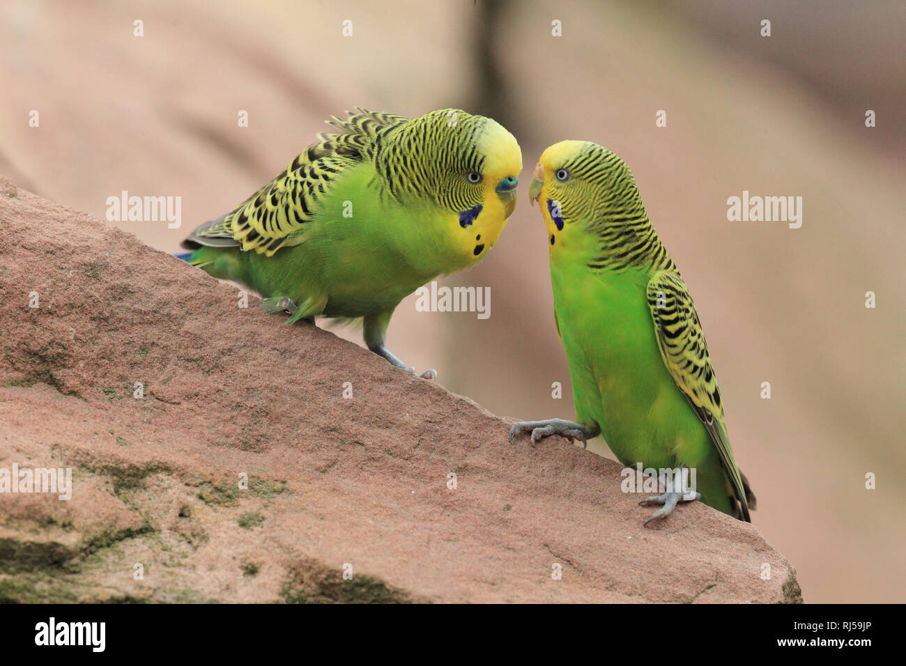 Wellensittich, Melopsittacus undulatus Stockfoto