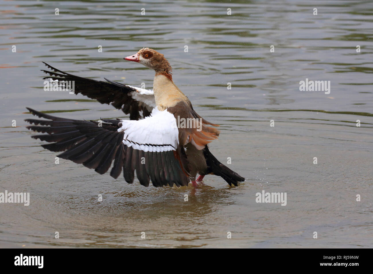 Nilgans, Alopochen aegyptiacus Stockfoto