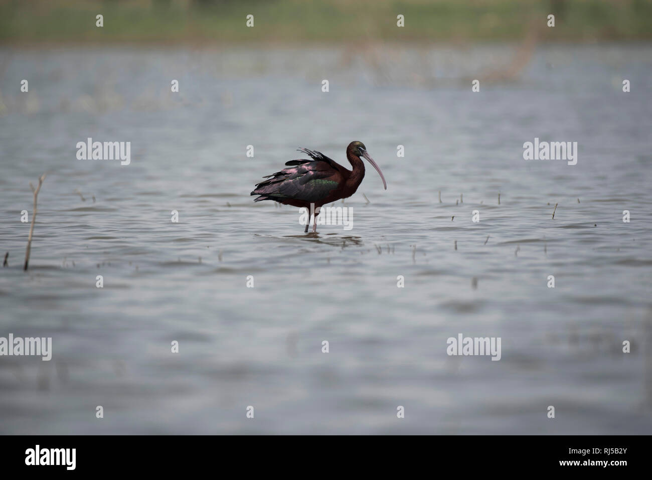 Glossy ibis, Plegadis falcinellus, Bhigwan, Pune, Maharashtra, Indien Stockfoto