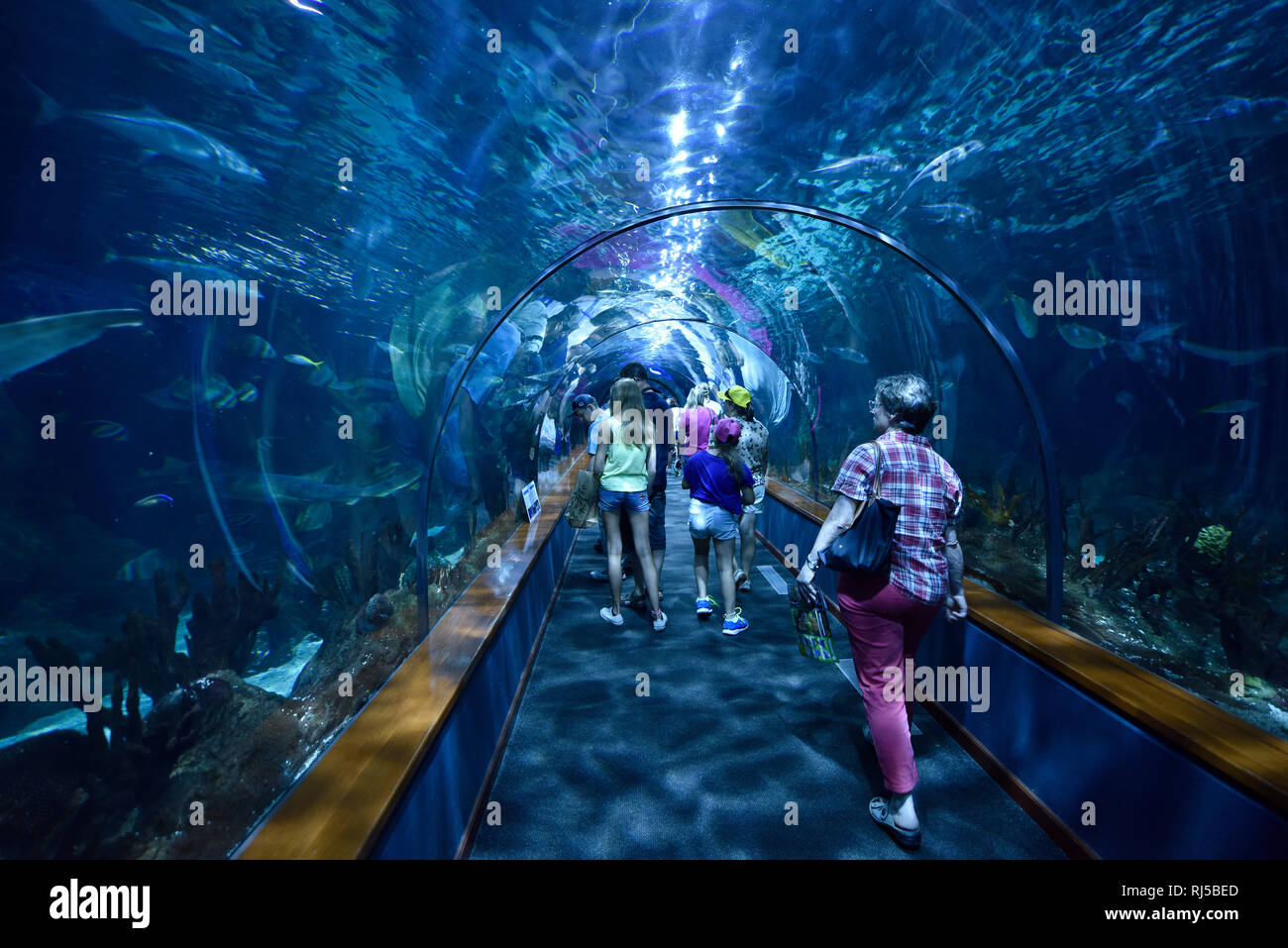 Besucher im Tunnel durch das Aquarium Loro Park, Loro Parque, Puerto de la Cruz, Teneriffa, Kanarische Inseln, Spanien Stockfoto