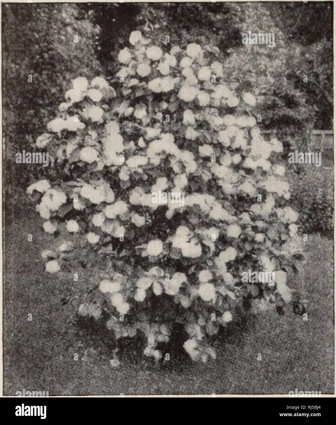 . Wahl hardy Bäume und Pflanzen/F.W. Kelsey Kindergarten Unternehmen.. Baumschule Katalog. 46 KKLSKY FREDKRICK W... VIBURNUM PLICATUM. VACCINIUM vacillans (II). Ein kleiner Strauch als V. corymbosum; fertigt die bekannten blau-Beerenfrucht des Handels. 25 und 35 cts. Niedrige Preise in Menge. VIBURNUM acerifolium. Mapi-e-Leax kd Vi - BUKNiM (II). Flache Cluster von weißen Blüten im Frühjahr: dunkle Beeren im Herbst. 35 cts. VIBURNUM cassinoides (II). Reich gfreen Blättern und weißen Blüten im Juni; stattliche dunklen roten Beeren im Herbst. 25 cts. VIBURNUM Cotinifolum. Eine feine Sorte; weiße Blüten in den frühen Autolöscher Stockfoto