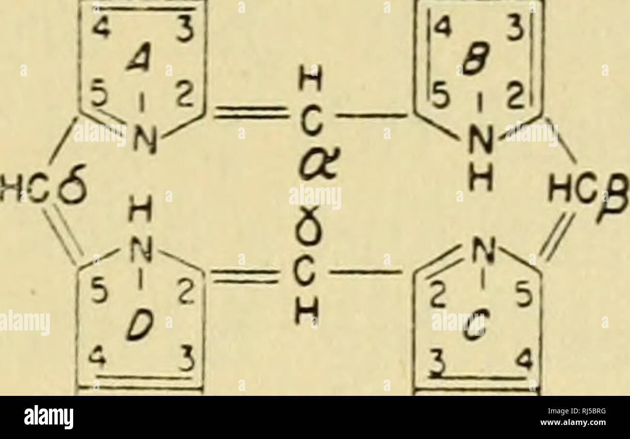 . Ciba Foundation Konferenzen über istopes in Biochemie;. Radioaktiven Tracern in Biochemie; Isotope - Physiologische Wirkung. Biosynthese von Porphyrinen 43 Im Jahr 1945 wurde es gefunden, daß Glycin der stickstoffhaltigen Vorläufer war Der porphyrin (Shemin und Rittenberg, 1945, 1946). Es wurde jedoch nicht estabhshed aus diesen Erfah- SCHj 6 CH3 3 CH9 CH2 6CH 38CH HEM! N. 5 CH3 9 CH2 eCH2 5 CH3 3 CH2 9 CH2' OCOOH lOCOOH Protoporphyrin IX. CH3-CH, METHYLETHYLMALEIMIDE COOH CH 2 CH 3 CH 2 C*D N O^^^^O HEMATINIG SÄURE CO2 CC/O, 0, 10) CH3 CH3 c CHj "ich CMl  pH2 HC/^U^H^• CH3CH2CH2CH, COOH CCOH MESOPORPHYRIN. Klagegründe Stockfoto