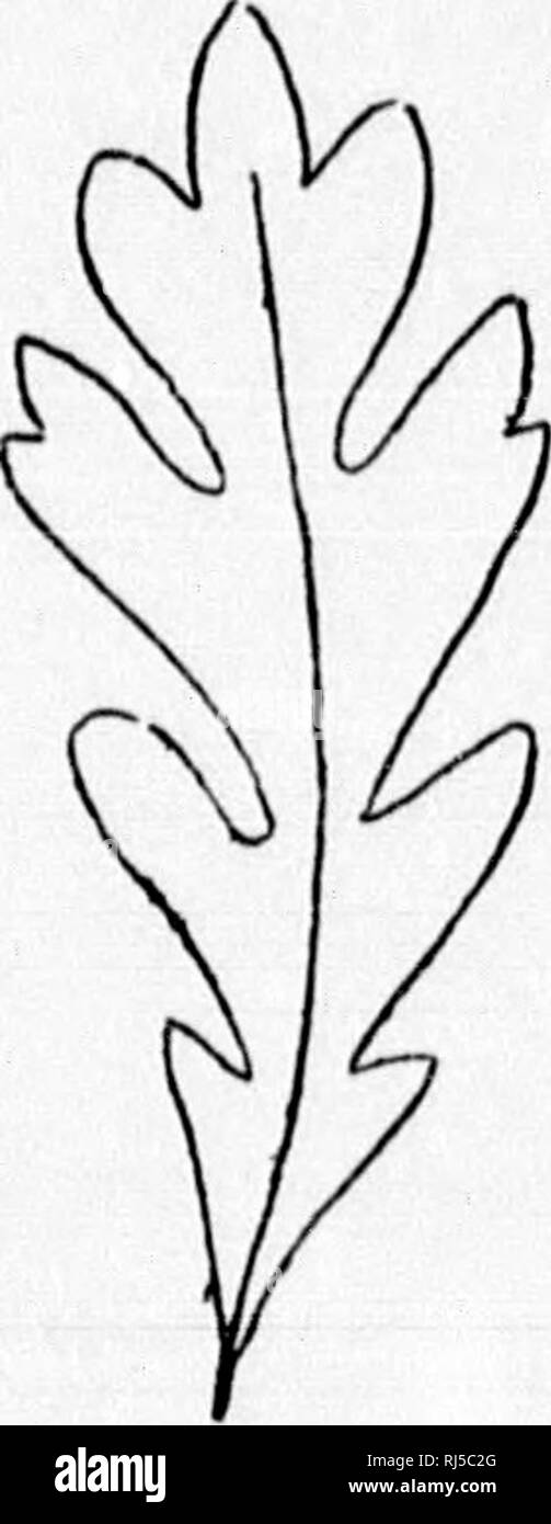 . Ein Leitfaden zu den wilden Blumen [microform]. Wilde Blumen; Botanik; Fleurs sauvages; Botanique. Abb. 41.. Bitte beachten Sie, dass diese Bilder sind von der gescannten Seite Bilder, die digital für die Lesbarkeit verbessert haben mögen - Färbung und Aussehen dieser Abbildungen können nicht perfekt dem Original ähneln. extrahiert. Lounsberry, Alice; Rowan, Ellis, 1858-1922. Toronto: W. Briggs Stockfoto