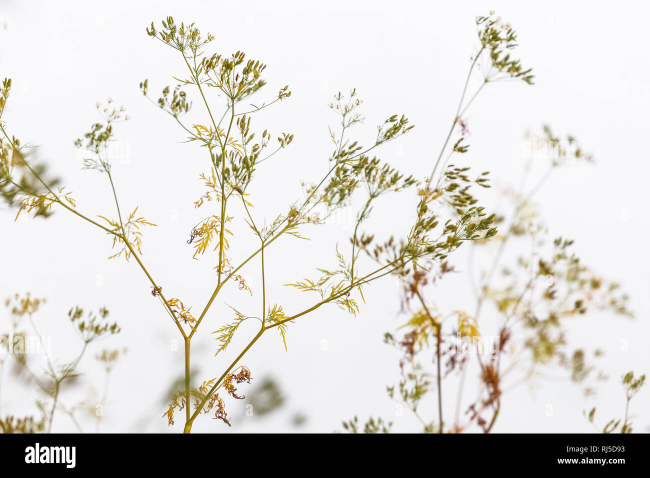 Feine zarte Sky und Samen im Gegenlicht Stockfoto