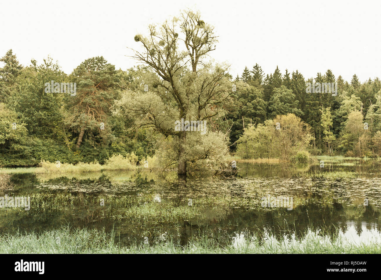 Baum in einem Sehen, Moorszene Stockfoto