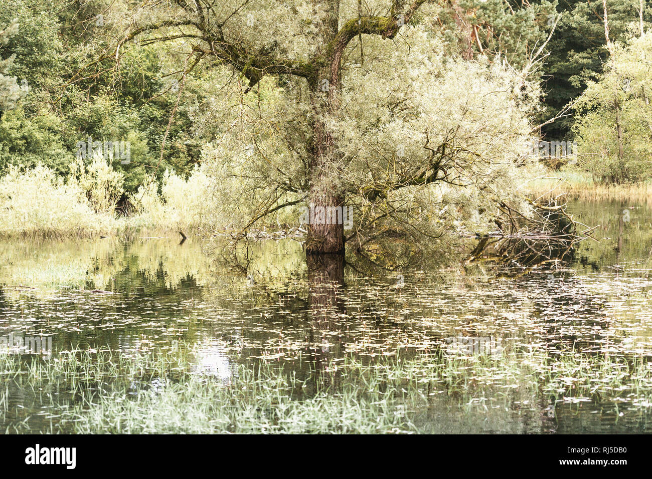 Baum in einem Sehen, Moorszene Stockfoto