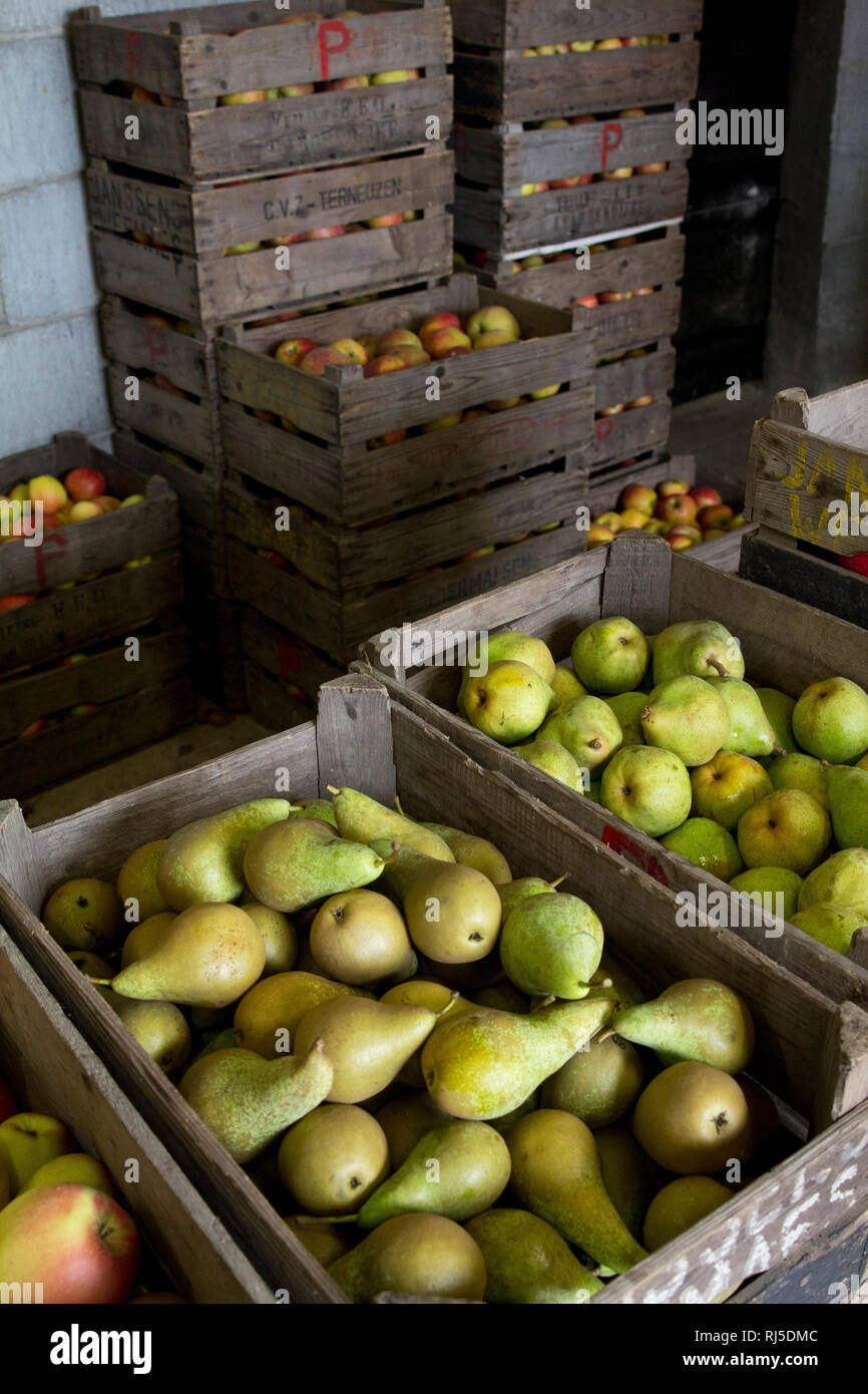 Kiste mit? pfeln und Birnen, direkt vom Bio-Bauern in den Niederlanden, Frische saftige gesunde Lebensmittel, die perfekte Ern?hrung, Obstmarkt, Gem?s Stockfoto