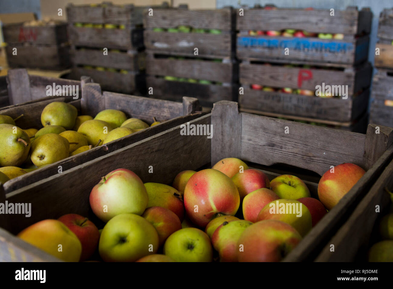 Kiste mit? pfeln und Birnen, direkt vom Bio-Bauern in den Niederlanden, Frische saftige gesunde Lebensmittel, die perfekte Ern?hrung, Obstmarkt, Gem?s Stockfoto