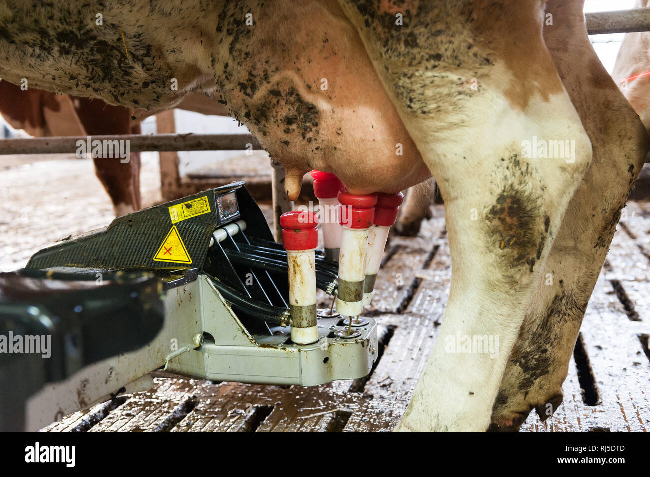 Eine Kuh wird von einem Melkroboter im Melkstand gemolken, Fleckvieh, Hornträger, Bovinae Stockfoto