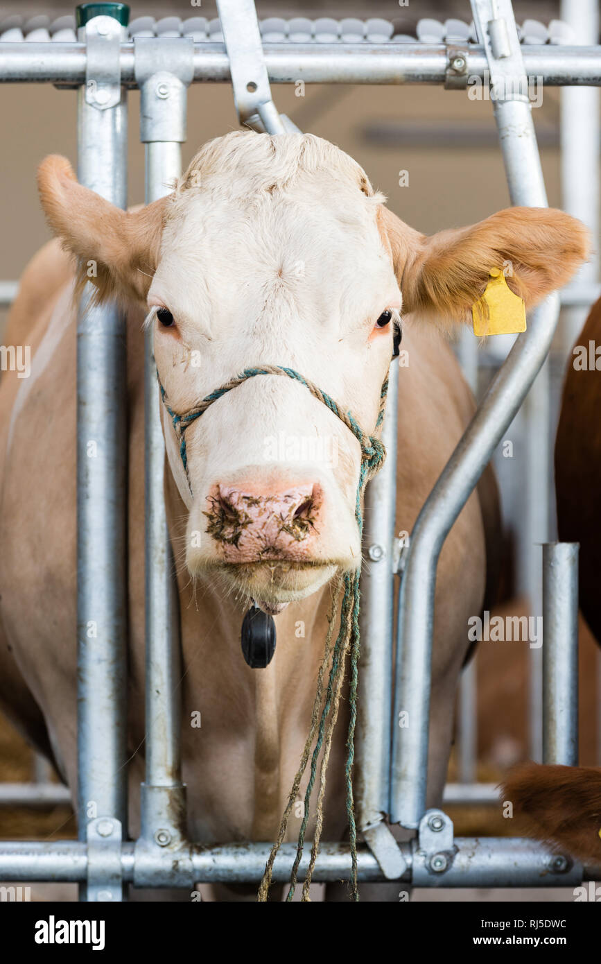 Eine Kuh steht im Stall und schaut in die Kamera, Fleckvieh, Hornträger, Bovinae Stockfoto