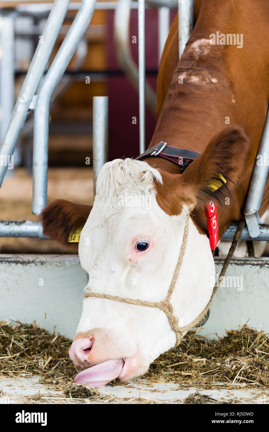 Eine Kuh holt sich mit ihrer ausgestreckten Zunge das Fressen, Fleckvieh, Hornträger, Bovinae Stockfoto