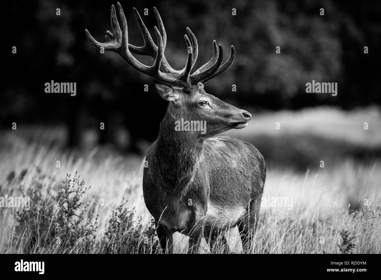 Umrisse reh Schwarzweiß-Stockfotos und -bilder - Seite 2 - Alamy