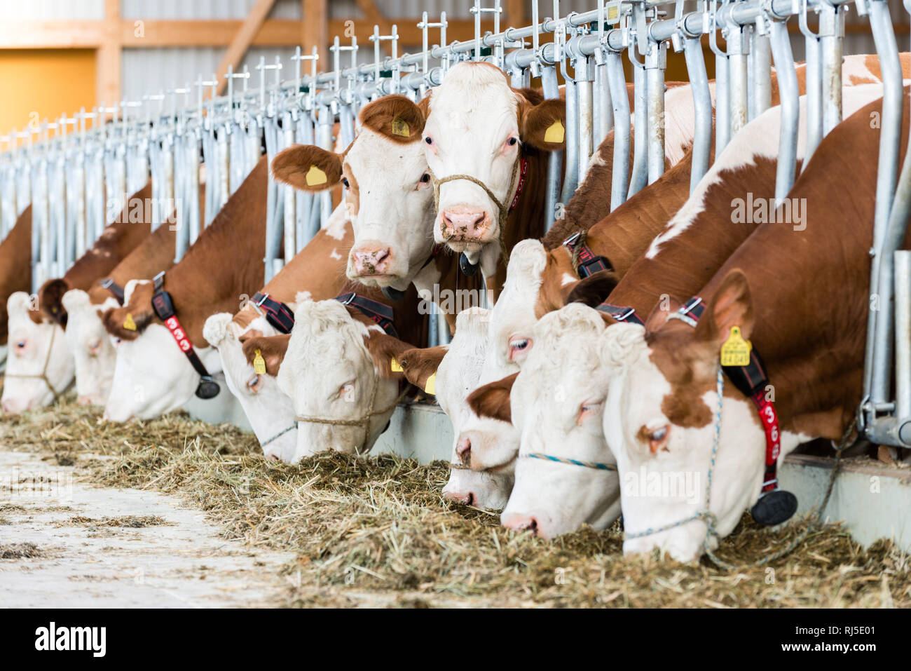 Zwei Kühe Schulmeisterschaft im Sterben Kamera währen die anderen fressen, Fleckvieh, Hornträger, Bovinae Stockfoto