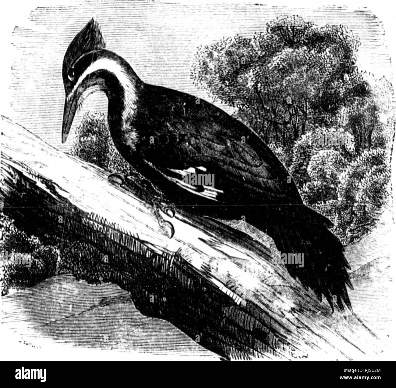 . Die Vögel des östlichen Nordamerika bekannt, dass östlich des 90. Meridian [microform]. Vögel; Vögel; Oiseaux; Oiseaux. Tliroiit, riMl oder wliito, Mutter f'r! Iy; ix. v, tiii^^ cd wiDi gelb. Yeliowbellied Specht. iSpijrdjiicui^ cariii-f, 8ee Nr. li. JO. Gelb b * Sie fefl WoofJpcckcr,, niddle Schwanzfedern, gekennzeichnet mit Weiß; uiKUjrparts, jishy, Farbton^ Öl mit rH oder Buff oa den Bauch. Red-bellied Woodpecker. Mc.huurpcs raroliiius. Siehe Nr. 3 & Amp;^. Gruppe 4. Flügel, über 8,00.. 1 Rechnung, dunkle Slaty, oder schwärzlich; obere Gefieder, schwärzlich; basale Hälfte der Whig fcathcis, weiß; ganze Krone, scarlet Stockfoto