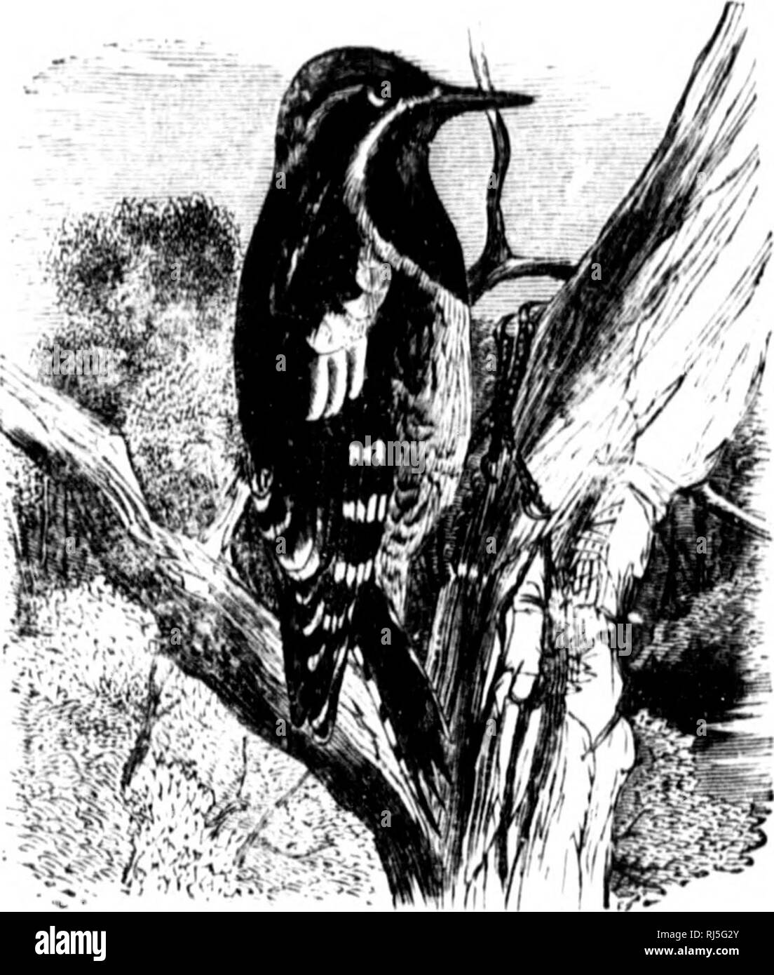 . Die Vögel des östlichen Nordamerika bekannt, dass östlich des 90. Meridian [microform]. Vögel; Vögel; Oiseaux; Oiseaux. Im.,1 Ijm; SCHLÜSSEL ZU TIIK HIKDS OK AMKHICA KASTEUN NORDEN. Ich kranke I i 1. Tliroiit, riMl oder wliito, Mutter f'r! Iy; ix. v, tiii^^ cd wiDi gelb. Yeliowbellied Specht. iSpijrdjiicui^ cariii-f, 8ee Nr. li. JO. Gelb b * Sie fefl WoofJpcckcr,, niddle Schwanzfedern, gekennzeichnet mit Weiß; uiKUjrparts, jishy, Farbton^ Öl mit rH oder Buff oa den Bauch. Red-bellied Woodpecker. Mc.huurpcs raroliiius. Siehe Nr. 3 & Amp;^. Gruppe 4. Flügel, über 8,00.. Bitte beachten Sie, dass diese Bilder extrahiert werden fr Stockfoto