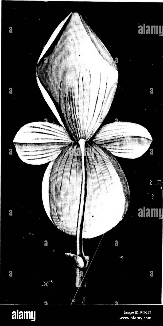 . Taschenlampen auf Natur [microform]. Insekten; Pflanzen; Insectes; Plantes. Die Ehe unter den kleeblättern lOI gemeinsame in Tlic Abbildungen gezeigt und auf die Erde fallen; die Anlage verweigert thcni nicht mehr zu füttern, weil es jetzt hat keine Verwendung für sie; aber die befruchteten weiblichen Blüten bleiben dann lixed - stammt der Samen, aus dem im Laufe der Zeit wird der künftige Generationen Feder zu produzieren. Aber was bedeute ich durch Befruchtung? Nun, jedes Pollen - Getreide, wenn eng unter einem Mikroskop untersucht, sieht aus wie ein kleines Ei, mit einer sehr dünnen Schale und sehr klebrig, aktive Inhalte. Sobald die Pollen - Getreide Stockfoto