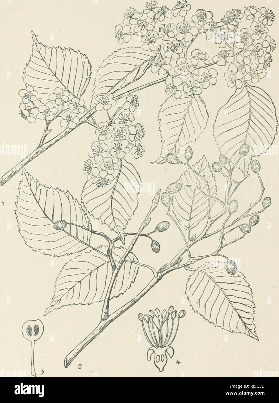 . Chinesischen Wirtschafts- bäumen. Bäume - China. 172 chinesischen Wirtschafts- bäumen. Platte: 64. SORBUS ALNIFOLIA Kocli 1.r". owei - ing' brancli; 2. Fruchtenden trieb; 3. Abschnitt der Früchte; 4. Abschnitt offlou-er (nach Faxon). (Details vergrößert).. Bitte beachten Sie, dass diese Bilder sind von der gescannten Seite Bilder, die digital für die Lesbarkeit verbessert haben mögen - Färbung und Aussehen dieser Abbildungen können nicht perfekt dem Original ähneln. extrahiert. Chi'ên, Huan-yung, 1895 -. [Shanghai] Gedruckt von der kommerziellen Presse Stockfoto