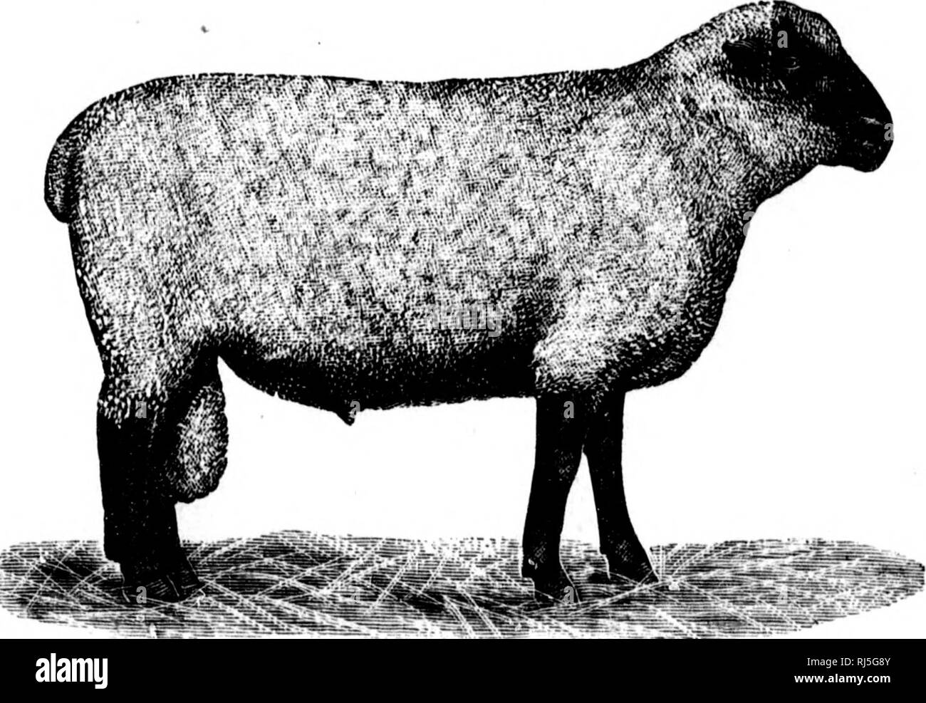 . Manuel d'Landwirtschaft [microforme]. Landwirtschaft Die Landwirtschaft. MANUEL D LANDWIRTSCHAFT. 28 t 697. L'Oxfopddown qui est un fort beau Mouton, trÃ¨s Gros, À-Laine tun moyenne Pracht. Auf ho Beschwerde qu'il n'est pas aussi Rustique que les Rennen Dekor crites plus Haut. 698. Rennen Ã laine Chaiselongue. âCelles à longue laino les plus recherchÃ© es sind par ordre de rusticitÃ©, le Lincoln, Je Grenze, Leicester, LE Cotswold. Letzte ce n'est pas assez Rustique, et iie convient Pas du au Climat tun la Provinz tun QuÃ©Bec, bien que Ha Laine soit Belle et recherchÃ©e pour sa Länge, Ses tout. Abb. 175. âHcampshircdown.fi Stockfoto
