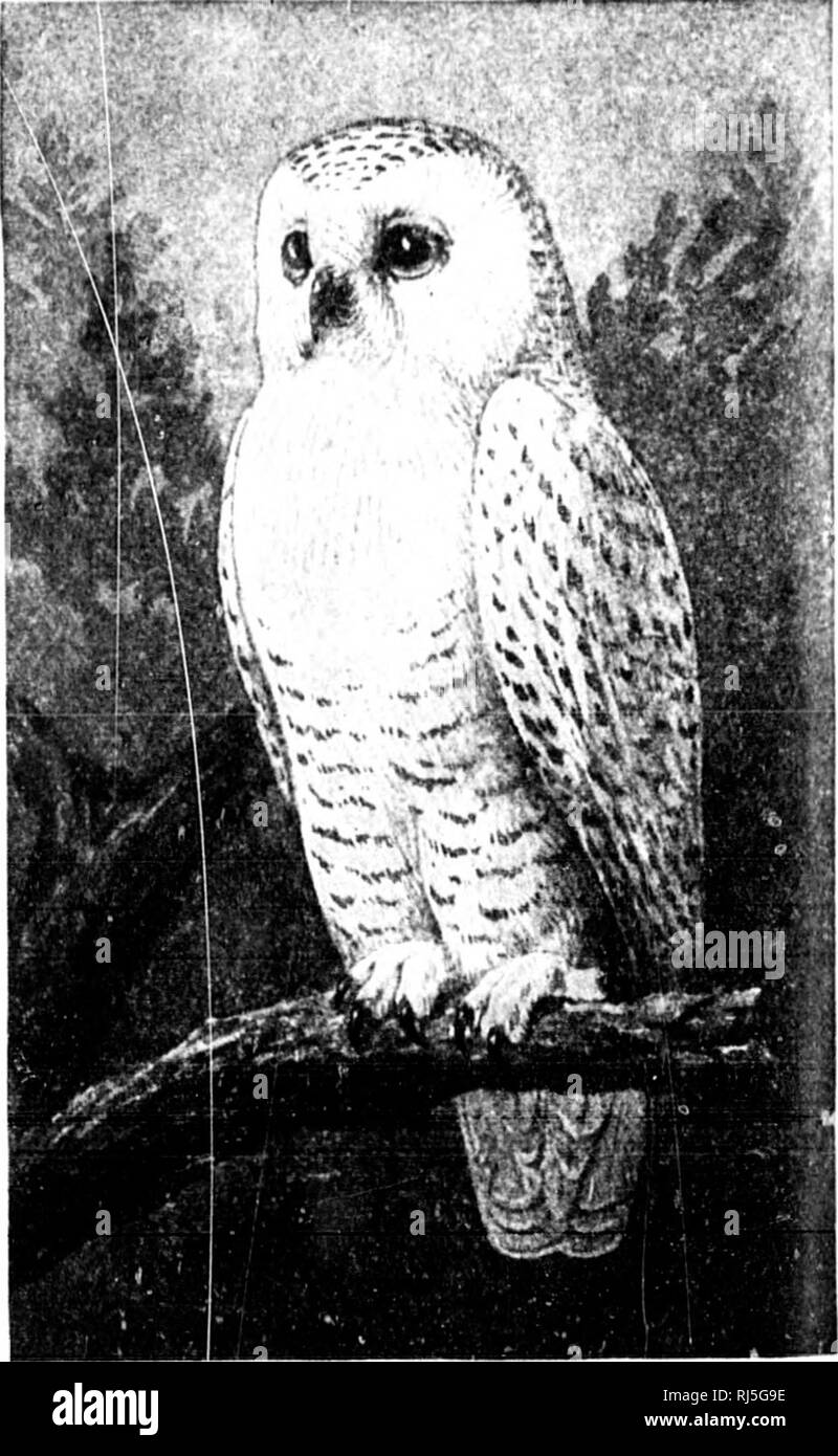 . Die Vögel des östlichen Nordamerika bekannt, dass östlich des 90. Meridian [microform]. Vögel; Vögel; Oiseaux; Oiseaux. Uurrowiug Eule. Eule ausgeschlossen. Snowy Owl.. Bitte beachten Sie, dass diese Bilder sind von der gescannten Seite Bilder, die digital für die Lesbarkeit verbessert haben mögen - Färbung und Aussehen dieser Abbildungen können nicht perfekt dem Original ähneln. extrahiert. Cory, Charles B. (Charles Barney), 1857-1921. Chicago: Field Columbian Museum Stockfoto