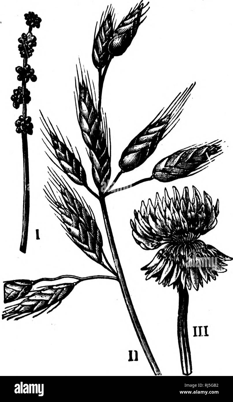 . Die Geschichte der Pflanzen [microform]. Pflanzen; Botanik; Plantes; Botanique. 150 Die STOBY DER PFLANZEN. Fool's Petersilie, Kuh - Pastinake, caiu^ ot Kerbel, Sellerie, Angelica, und Bamphire. In otner. Abb. 32.- CLUSTEBS der Blumen. Ich, Splke von Quecksilber, Grün, Wind - befruchtet. H, Pamcle eines Gras (BROME), grüne, Wind - befruchtet. Kranke, Leiter der niederländischen Klee, der oberen Blumen nicht besuchte die noch nicht von Insekten; die untere Fer-tilised, und durch Drehen nach unten, um Zimmer tor ihre Nachbarn. Die Familien der Sa^ne fgrm-von eluster i^in gesehen. Bitte beachten Sie, dass diese Bilder extrahiert werden aus der gescannten Seite Bilder, die haben können Stockfoto