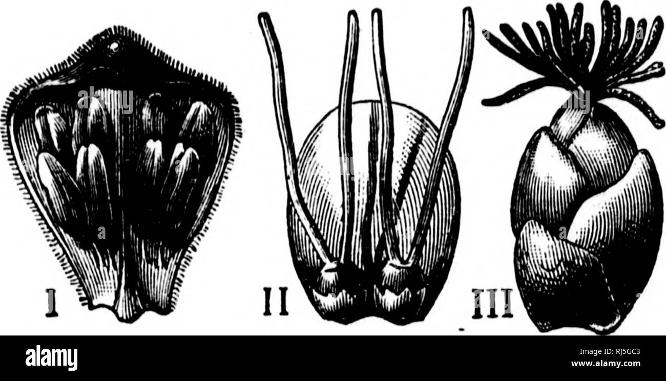 . Die Geschichte der Pflanzen [microform]. Pflanzen; Botanik; Plantes; Botanique. 142 DIE GESCHICHTE DER PFLANZEN. durch den Wind bewegt; sie haben zahlreiche Blumen in jedem, und sie schütteln Sie enorme Mengen an Pollen. Diese können Sie für Ihre - selbst durch Schütteln einen hazel Zweig in der Blütezeit, wenn Sie durch eine perfekte Dusche von Pollen bedeckt. Im Hazel (Abb. 29) Die männliche und weibliche Blüten wachsen am selben Baum, sind aber die verschiedenen, zu betrachten. Sie würde wohl kaum. Abb. 29.- BLUMEN OP die Haselnuß. I, B, einzelne männliche Blume, entfernt von einem catkin. II, ein paar weibliche Blüten. Kranke Stockfoto