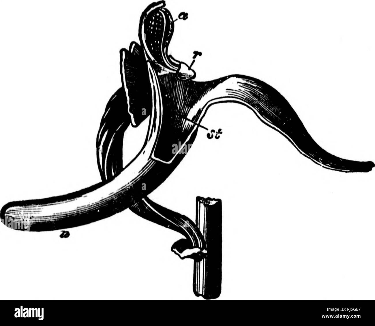 . Die Geschichte der Pflanzen [microform]. Pflanzen; Botanik; Plantes; Botanique. 126 DIE GESCHICHTE OP DIE PFLANZEN. Die meisten neugierig Teil von allem ist, dass die Blume, die aus der Sicht der Biene, ähnelt drei unterschiedliche und separate Blüten; er sich eine nach der anderen auf jeder Biegung Kelchblatt, und der Erlös für Honig, wie wenn sie in eine neue Blume zu suchen. Höchste der dreifachen Blumen, und Wundervollsten in ihrer Ehe Zoll, sind die. Schwein. 22.- SINOLE BLUME OP ORCHIDEE, MIT DER 'BLÜTENHÜLLE Schnitt entfernt. Der Honig wird in der spur n, der die Pollen - Massen sind markiert ein; ihre Gummibärchen base ist bei r; das stigma an Stockfoto