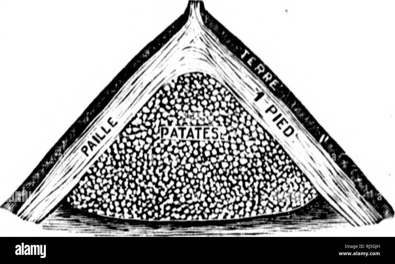 . Manuel d'Landwirtschaft [microforme]. Landwirtschaft Die Landwirtschaft. MANUEL I A (Â" Hrcrr/n: uE. 257. (Jui (Levi - oiii riistci "sur 1 (*) chamj JuHqn'iY&lt; • ("que Ioh]) iitjilo 8 soient Bi&lt; ii sÃ¹cliCH. 650. Mise en tas. âLa gruvurc suivunto intliquo Com- ment Bo font, les Uis tun lÃ©gumes sur lo Champ. Ils doivent avoir Trois picdfl de largeur isur une Loni^ ueur convenable, et une hauleur auHsi considÃ © Sivberichterstattungen que Po^^ möglich. Auf doit Les ontoui'er d'une petite Rigole et les faire dans un endroit qui s'Ã©goutto facile. 651. Chauler et couvrir Tempora^ e-ment. - S'il y a la. , Fif". ! 51. âTus Stockfoto