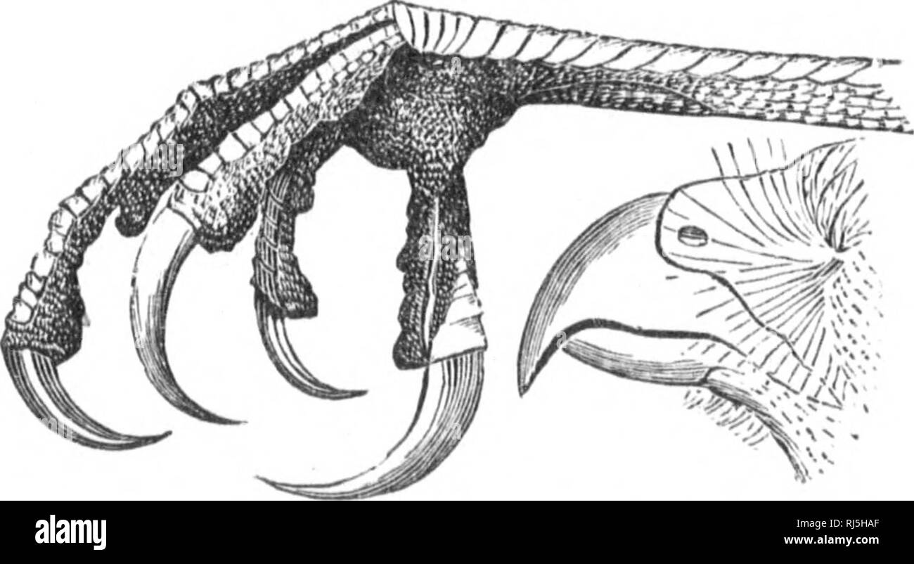 . Les Oiseaux du Canada [microforme]. Oiseaux; Vögel. 140 il Longue que le doigt médian; scutelles peu distinc-tes entre Elles; Warteschlange carrée; Bec noir; cire Jaune; iris Rouge. Länge du Mâle 10-12; Ailes 6-7; Warteschlange 5-6 Zoll. Länge de la femelle 12-14; Ailes 7-8; Warteschlange 6-7 Zoll. La femelle Ein des Couleurs foncées; * Le des-sous est rayé de Brun Roux. Mez Épervier est assez commun en Été. Il Nische dans les arbres et touifus Teich 4 oeufs Blanc bleuâtre. 2. L'Epervier de Cooper. Accipiter CooperiL Bp, Falco, Bp. F. Stanleyi, Aud. - 13,13. Angl. Coopères Hawk; Chichea Haivk.-Li Stockfoto