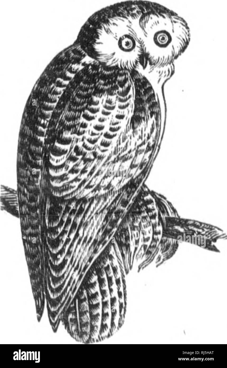 . Les Oiseaux du Canada [microforme]. Oiseaux; Vögel. Â 135 Cette Chouette est commune à l'automne et disparaÃ® t Au Printemps aller faire sa Ponte à la Baie d'Hudson gießen. Sohn cri: lonali, waahha, Res-semble assez au rire d Une personne. Ili 6. Genre NYCTEA. Stephens. Lf: Harfang. Nyctea Nivea, Gr. Strix iiivea, Daud. S. nyctea, L. âVulg. Fr. Hibou blanc; Angl. Snowy 0?/?/. âPlumage blanc, avec quelques Linien transver-brunes sur le Dos, Les Ailes et le ventre; disque Fa- incomplet; tÃªte sans ai-grettes; Bec et ongles de Cou-leur Corne; ces derniers en-tiÃ¨rement cachÃ©s Par Stockfoto