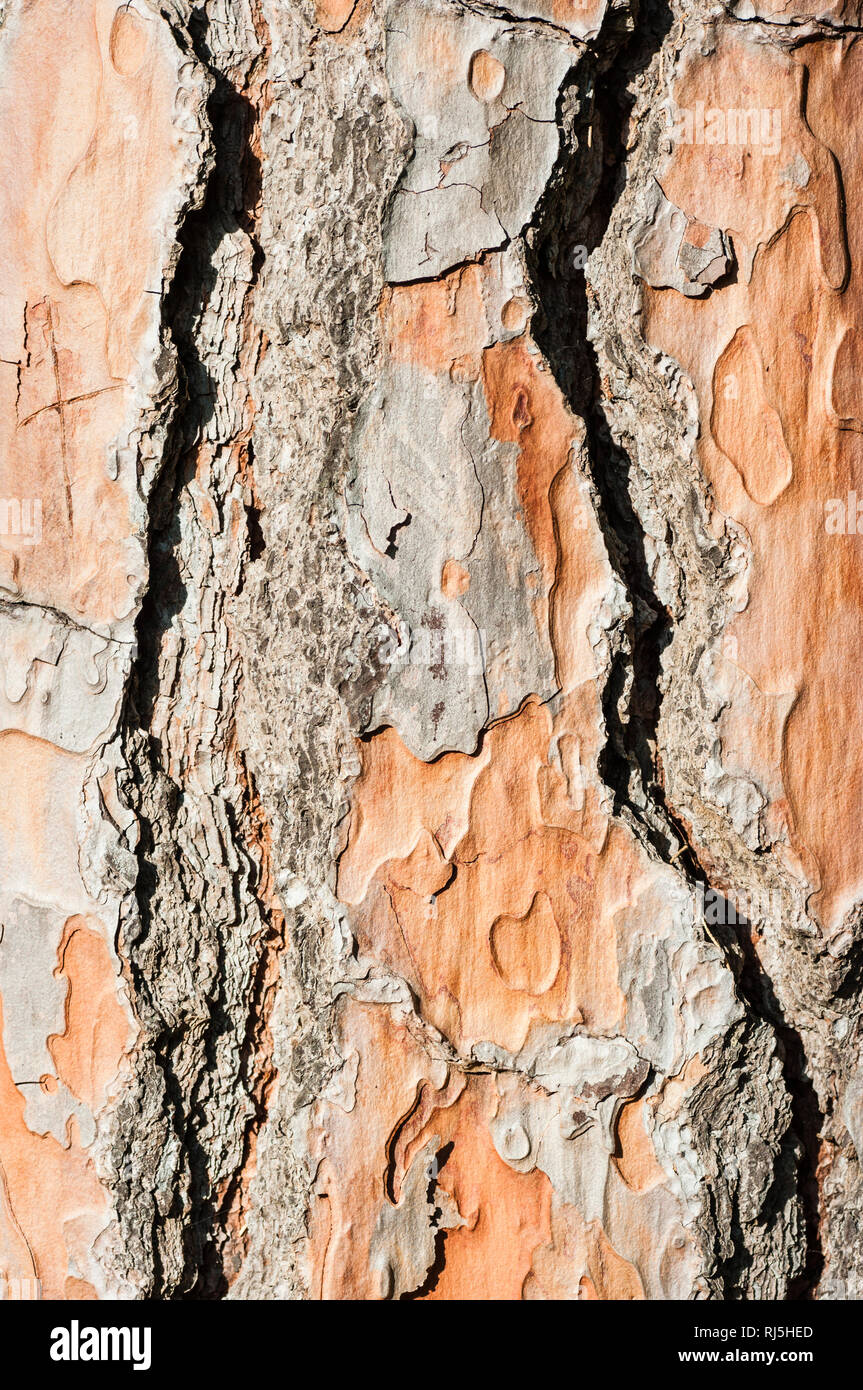 Pinienrinde, Pinus Pina Stockfoto