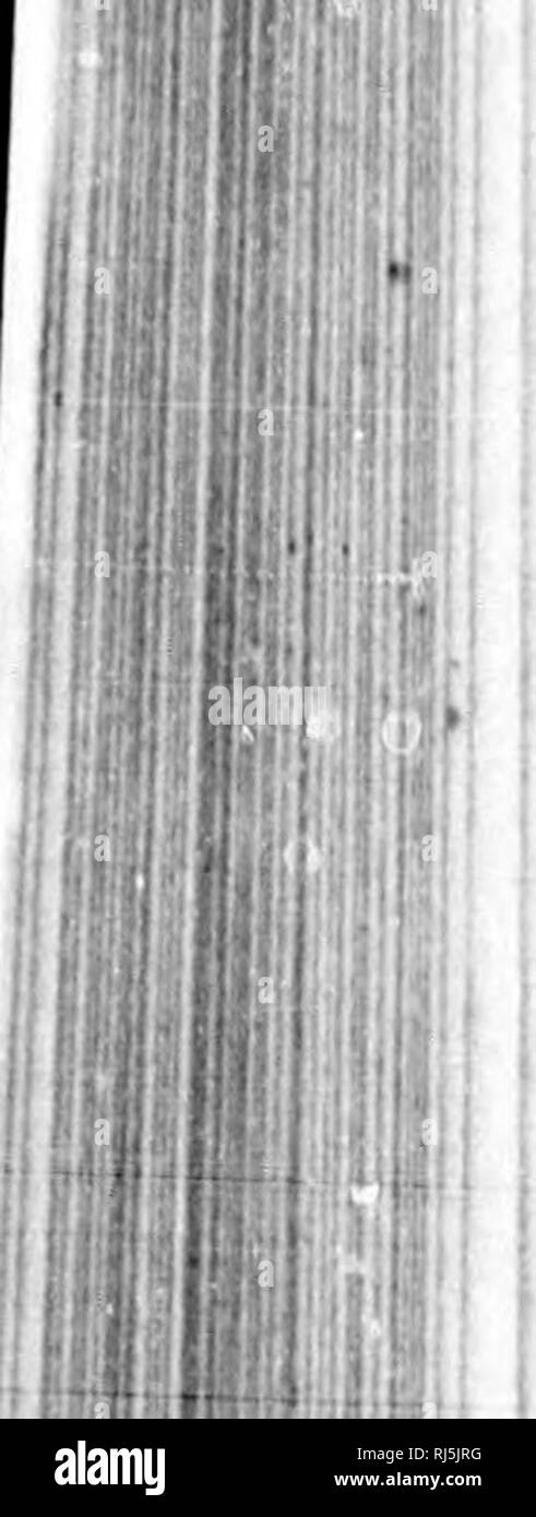 . Une leÃ § d'Landwirtschaft [microforme]: causeries agricoles. Landwirtschaft; Landwirtschaft. m. CAUSERIE AGRICOLE. 214. RÃ©Colte des Plantes-Racines. "Les patates doivent Ãªtre arrachÃ © es et entrÃ© Es aussitÃ 't qu'elles sind mÃ "res; ce que Tonne reconnaÃ®t par les Fanes (appelÃ © es par Nos cultiva-Teurs cotons.) AussitÃ't que Celles-ci commencent À sÃ© cher, ce qui Ankommen ordinairement Vers la fin de Septembre (Ã * qu'elles ne soit Ã © chaudÃ © es), les patates sind mÃ "res, et ont Tout en restant à perdre en Terre. Une suite de Mauvais temps Les peut faire pourrir complÃ¨tement, Tandis que si Elles Stockfoto