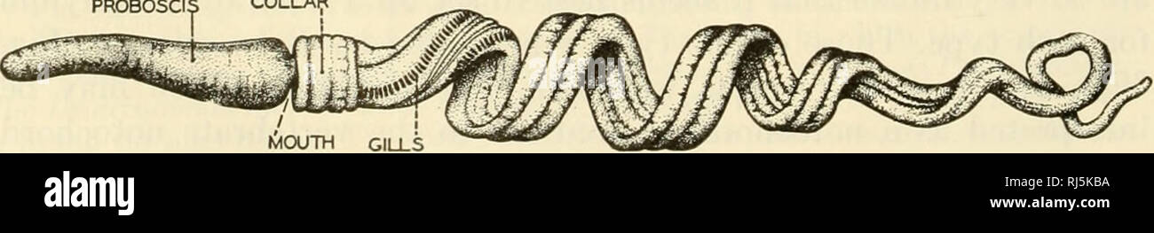 . Die chordates. Chordata. 394 Vergleichende Morphologie der Hemichorda