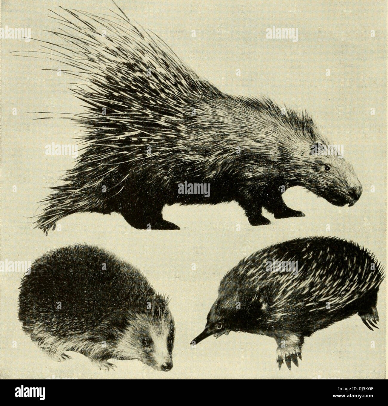 . Die chordates. Chordata. 370 Vergleichende Anatomie - seine Geschichte, Ziel und Methode. Abb. 294. Konvergenz in Änderung der Haare zu steif geworden, scharfen Stacheln. (Top) Stachelschwein, ein Nagetier. (Unten, Links) Igel, eine insectivore. (Unten rechts) stacheligen Ameisenbär, einem monotreme (Oben, Höflichkeit, American Museum of Natural History, New York. Unten, Höflichkeit, Museum für Vergleichende Zoologie, Harvard University.) moderne Fledermäuse (Abb. 439). Aber, soweit wir wissen, die frühesten Säugetiere alle nonflying waren. Der fliegende Membranen dieser mehrere Tiere müssen unabhängige Herkunft - Aufnahme gehabt haben, jedoch eine entfernt Stockfoto