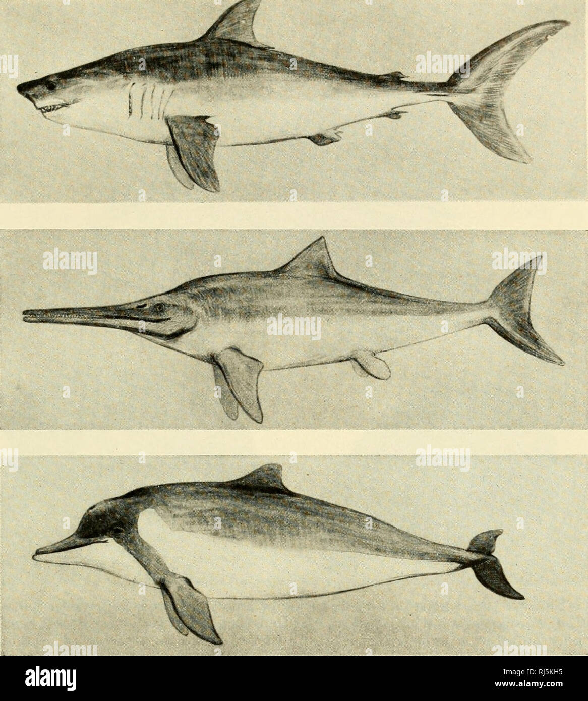 . Die chordates. Chordata. Ziel und Methode der vergleichenden Anatomie 369. Abb. 293. Konvergenz. Anpassung für das Schwimmen in den Fischen, Reptilien und Säugetiere. (Top) Hai, ein Fisch. {Center) Ichthyosaur, eine ausgestorbene Reptilien. {Unten) Tümmler, einem modernen Säugetier. (Höflichkeit, American Museum of Natural History, New York.) auf ein einzelnes Organ, sondern mit dem ganzen Körper. Steife, scharfe Stacheln, wie durch die Haut unseres gemeinsamen Porcupine produziert werden, treten auch auf der Europäischen Igel und auf den "Stacheligen Ameisenbär" der australischen Region - Tiere genetisch sehr weit voneinander entfernt sind (Abb. 294). Der "Fliegende Stockfoto