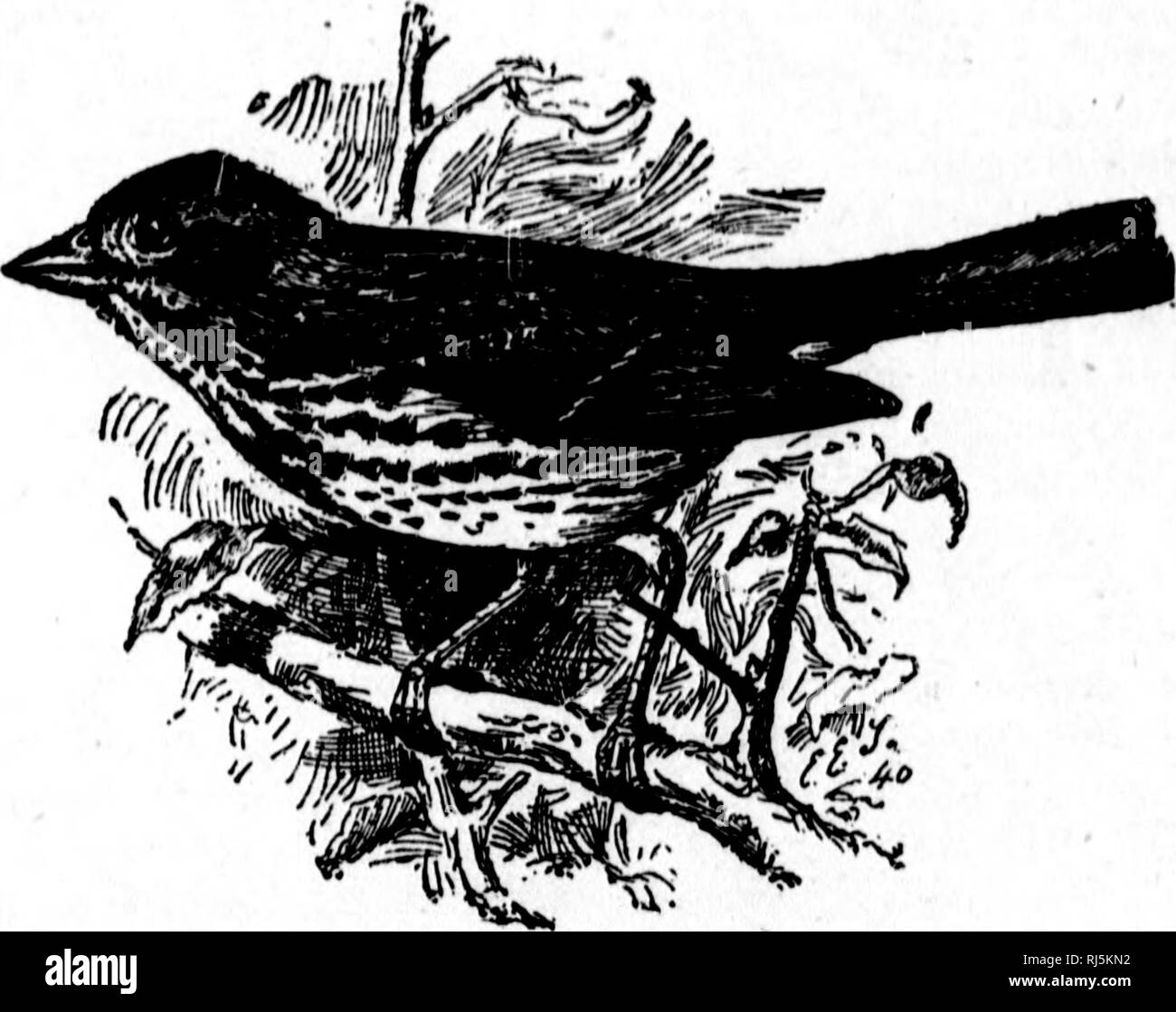 . Einige kanadische Vögel [microform]: einen kurzen Überblick über einige der häufigsten Vögel der östlichen Kanada: Erste Serie - Vögel von Feld und Hain. Vögel - Kanada; Oiseaux - Kanada. 80 Einige kanadische BIUDa. FOX SPATZ. Dieser Vogel leitet seinen Namen frona der ricli, Rost-rot färben, ist die vorherrschende Farbe der pluiuuge. Auf der Rückseite befinden sich Streifen eines ashy Farbton, und die Teile sind meistens weiß, zwar stark mit den roten Streifen, während auf den Flügeln sind zwei Bars von Weißen, aber das Rot ist so auffällig, dass, in einem kurzen Abstand, der Vogel wird vollständig mit Farbe bedeckt zu sein. Lar Stockfoto