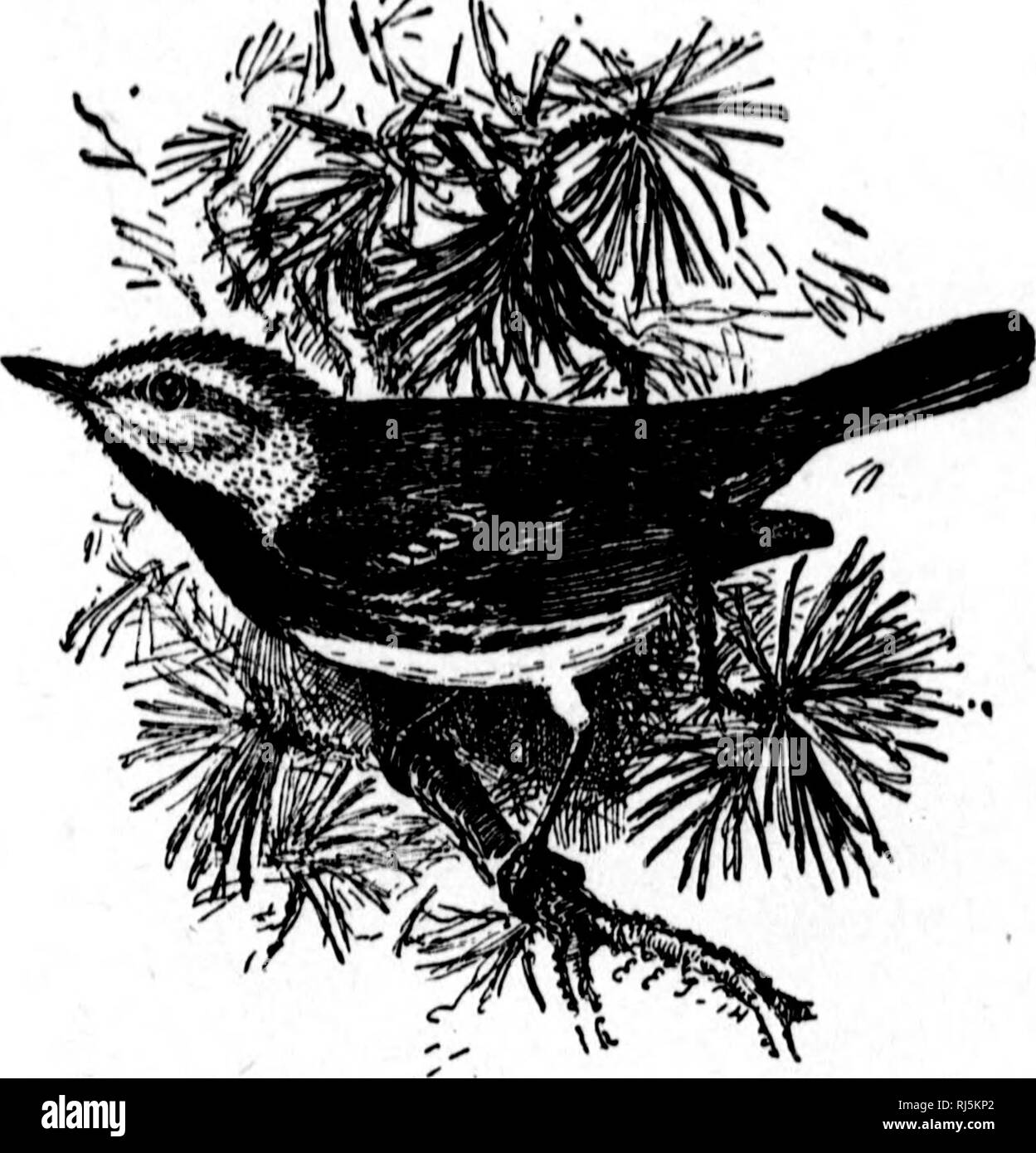 . Einige kanadische Vögel [microform]: einen kurzen Überblick über einige der häufigsten Vögel der östlichen Kanada: Erste Serie - Vögel von Feld und Hain. Vögel - Kanada; Oiseaux - Kanada. 68 Einige kanadische BIRDa. Sti. BLACK-THROATED GREEN WARBLER. Ich denke immer, dieser Vogel wie einen alten Freund, denn es ist der erste war einer der grasmücken ich im Fleisch sah und die Zuerst lernte ich, zur Wiedererkennung durch seine Songs. Es war auch meine erste Lektion in Feld - Arbeit - die systematische Erforschung der Vogelwelt über mein Zuhause. Ich hatte vermutet, dass ich wusste, dass eine große aeai über die Vögel, die fast alle gab es gelernt, Unt. Stockfoto