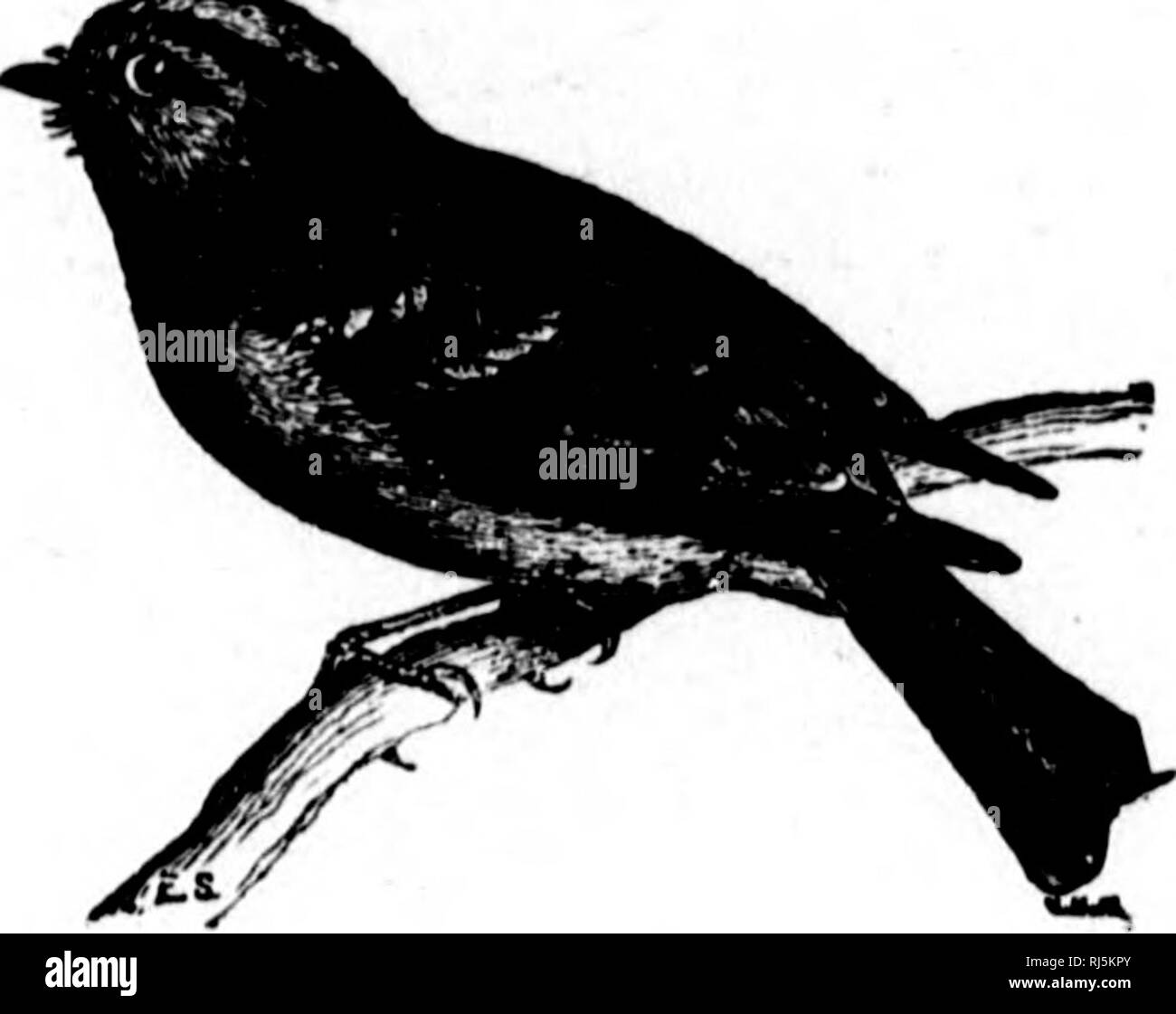. Einige kanadische Vögel [microform]: einen kurzen Überblick über einige der häufigsten Vögel der östlichen Kanada: Erste Serie - Vögel von Feld und Hain. Vögel - Kanada; Oiseaux - Kanada. 68 Einige kanadische Vögel.. GOLDEN GEKRÖNTE KINGLET. Klein wie dieser Vogel ist - über die Größe Ihrer Daumen- und Deli - cately wie es ist gebildet, sie hat genügend Stabilität und Vitalität der Strenge eines kanadischen Winter zu überstehen. Meine Bekanntschaft mit dem kinglet stammt aus einer bestimmten Februar Tag, traf ich ein Dutzend von ihnen in einem neuen Brunswick Wald, und seitdem hatte ich habe Respekt für den Mut der kleinen Kreatur und Ausdauer. Ein Stockfoto