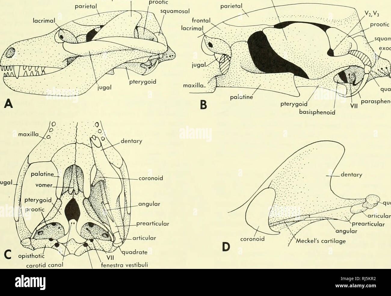 . Stellung der Morphologie. Morphologie (Tiere); Chordata. Abbildung 4-15. Schädel und Unterkiefer von Archoeopteryx. (Nach Heilmonn, 1927, und Kleinschmidt, 1951) lacrimal jugal Coronoid Prozeß parietalen alisphenoid (epipterygoid) y2, V3 prootic parasphenoid. squamosal exoccipital XII quadratische uadrate opisthotic Halsschlagader canal VII fenestra vestibuli jugular foramen Abbildung 4-16. Schädel und Unterkiefer von Diarthrognathus. A, seitliche Ansicht; B, laterale Ansicht des Schädels mit jochbeinbogen; C, palatinal; D, innere Ansicht der posterioren Ende des Unterkiefers. (Nach Crompton, 19581 andere TETRAPODS • 79. Bitte beachten Sie, dass diese Stockfoto