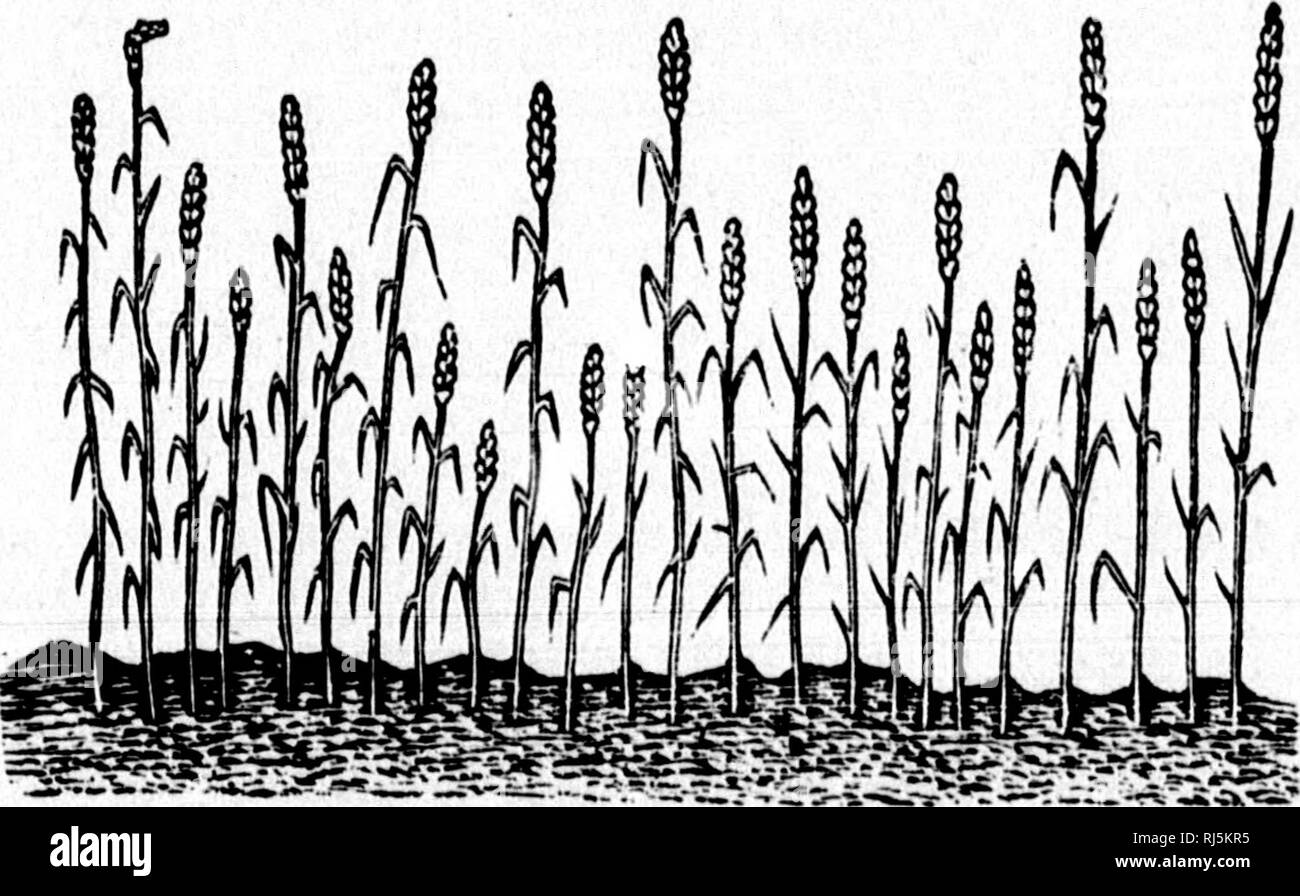 . TraitÃ© d'Landwirtschaft à l'usage des Ã©Coles et des praticiens [microforme]. Landwirtschaft Die Landwirtschaft. TÃIAITI ^D^ AGRiCtJLTtRÃ Quel temps faut-il choisir Semer gießen? M Dans un Terrain humide, il faut attendre que la terre soit bien rÃ©chauffÃ©e par le soleil. Dans un Terrain sec, il faut Semer avant que la terre soit dessÃ © chÃ©e par la chaleur. Pour les semailles d'Automne, il faut attendre que la terre Ait repris un peu de fraÃ®cheur. Enfin, il faut autant que möglich ne Semer que ce qui peut se herser de Beau temps, Auto s'il survenait une Pluie de durÃ©e Avant le hersage, La semence se gÃ Stockfoto